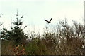A buzzard flies from a small wood just north of Whigstreet in DD8 2NN