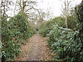 Rhododendron Walk in Oxhey Woods in WD19 6JZ
