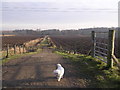 Footpath to Cadder, plus small white dog in G64 4AB