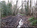 Wet bridleway through Ifold Copse in RH14 0QF