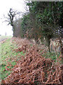 Brown bracken fronds in NR28 0JJ