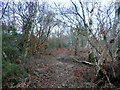 Footpath through the birches in BH20 5AJ