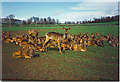 Scottish Deer Centre, Bow of Fife, Cupar. in KY15 4NJ