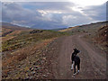 Forestry road above Glen Varragill in IV51 9QG
