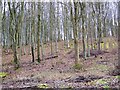 Trees, Washers Pit Coppice in DT11 8LH