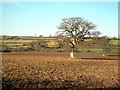 Ploughed Field below Broad Hill Farm in BA22 9PX