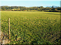 Farmland near Highway Hill in SN11 8SL