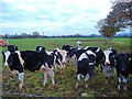 Dairy cows and bull at Marsh House Farm, Kings Marsh in CH3 6NF