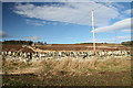 Dry stone wall, Lunanhead in DD8 3NN