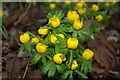 Winter aconite (Eranthis hyemalis) in DD8 3RW