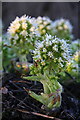 White butterbur (Petasites albus) in DD8 1TP
