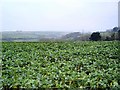 Cabbage field near Kingsbridge - south Devon in TQ7 4BP
