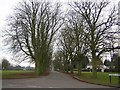 Tree-lined avenue at Woodend Green, Henham in CM22 6AZ