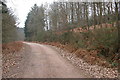 Forest track, Worrall Hill in GL17 9LT