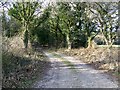 Bridleway into Puddletown Forest in DT2 8QT