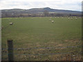 Large sheep pasture at Leinthall Barns Farm in SY8 2HP