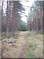 Path through Kynoch plantation in AB31 4DN