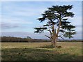 Isolated tree in field adjacent to Old Salisbury Lane in SO51 0GD