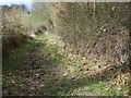 Bridleway, Wiltshire Coppice in SP5 5QW