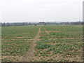 Footpath through crops, near Aldenham in Aldenham West Ward
