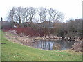 Duck pond at Tanterton in Cadley Ward