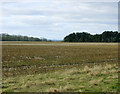 2009 : Maize stubble off the A342 in SN11 9PQ