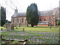 Sway: churchyard crocuses in SO41 6DZ