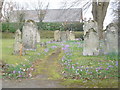 Sway: gravestones and crocuses in SO41 6DZ