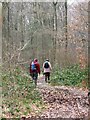 Walking along the Chiltern Way in High Scrubs Wood in HP23 6LU