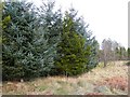 Conifer plantation in PH4 1RQ