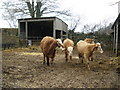 Cattle, at Higher Luxton Farm in EX14 9PB