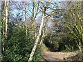 Footpath, Rushmere St. Andrew in IP4 5NY