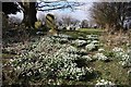 Stallingborough snowdrops in DN41 8AY