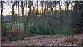 Looking through the trees in Wick Wood in GU29 0PQ