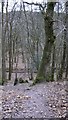 Steep descent in Wick Wood in GU29 0PQ