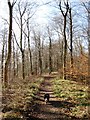 Woodland path on the south side of Boddington Banks in HP22 5TA