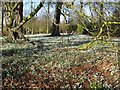 Carpets of Snowdrops in CB7 5PT