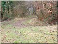 Path, Stonedown Wood in SP5 5LR