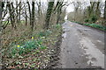 Snowdrops and Early Daffodils in Longwood Lane in PR3 6SH