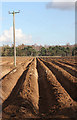 Preparing to plant potatoes in IP28 8ZR