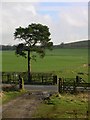 Lonesome Pine by A682 in BB7 4DJ