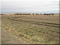 Stubble field in NE13 6BT