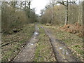 Woodland track in Marringdean Wood in RH14 9HD