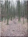 Footpath in Saville Wood, Thurstonland, Yorkshire in HD8 0WG