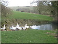 Duck pond-with geese in SN14 8JH