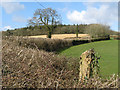 Newly cut hedgerow, Westleigh Farm in TA5 2EH