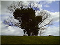 Tree in Gloucester Park in Basildon