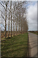 Tree-lined road near Risby in West Suffolk District