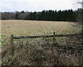 Field and trees near Lawn Wood in LE67 9PQ