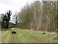 Footpath beside new small wood near Tring in HP23 4DH